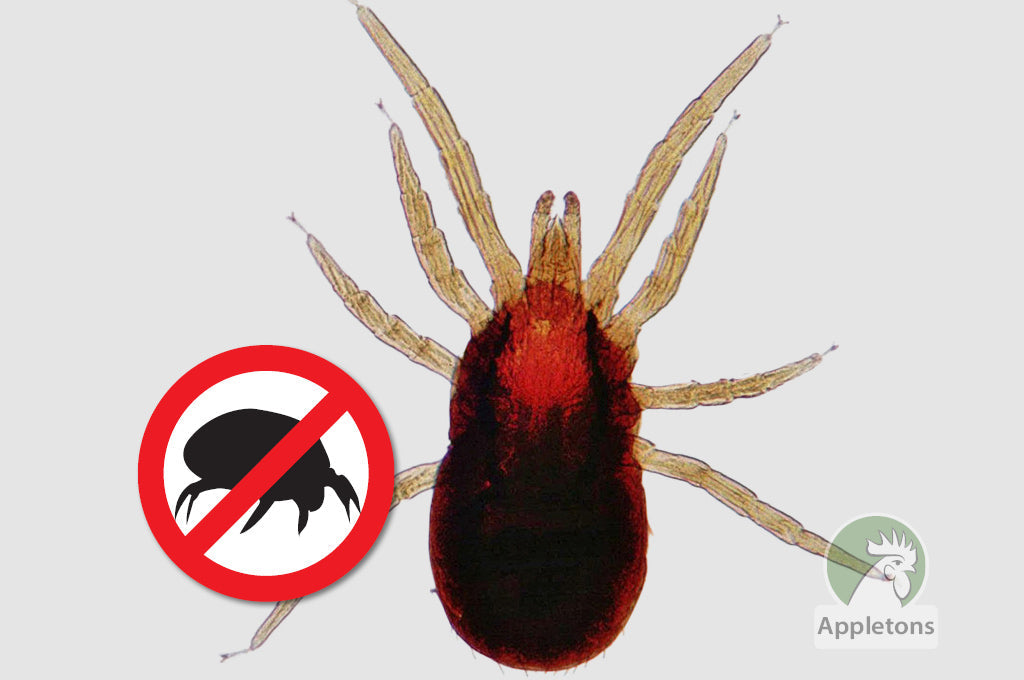 The Low Down on Red Mites