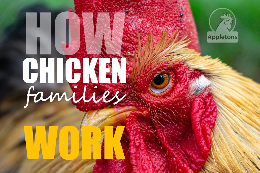 Blog The Pecking Order
