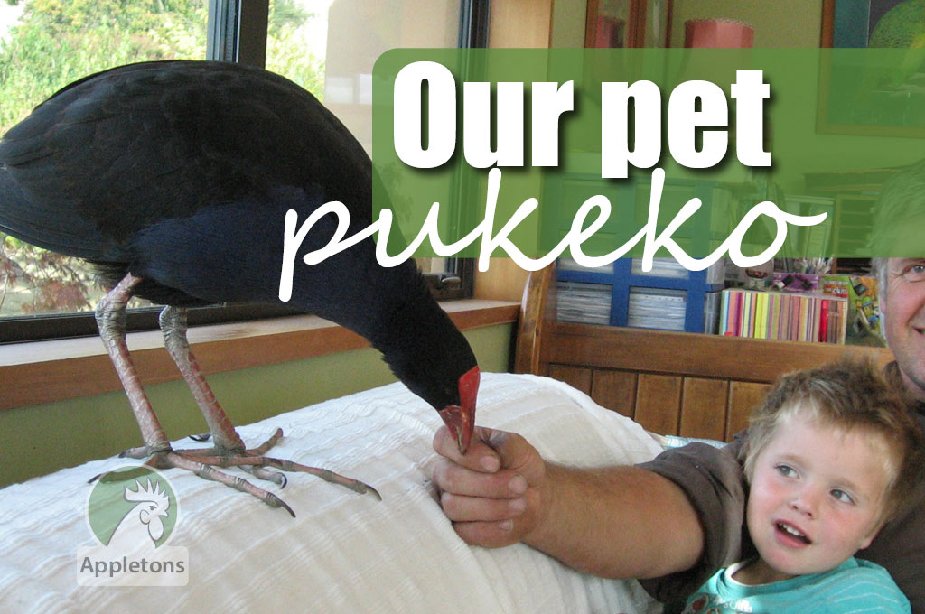 Blog The Return of Our Feathered Friend