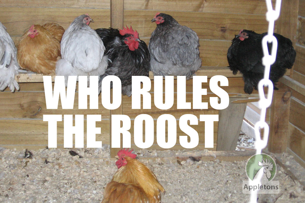 Where Do Your Chickens Roost