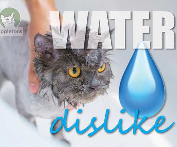 Stunning Why Cats Evince A Dislike For Water image
