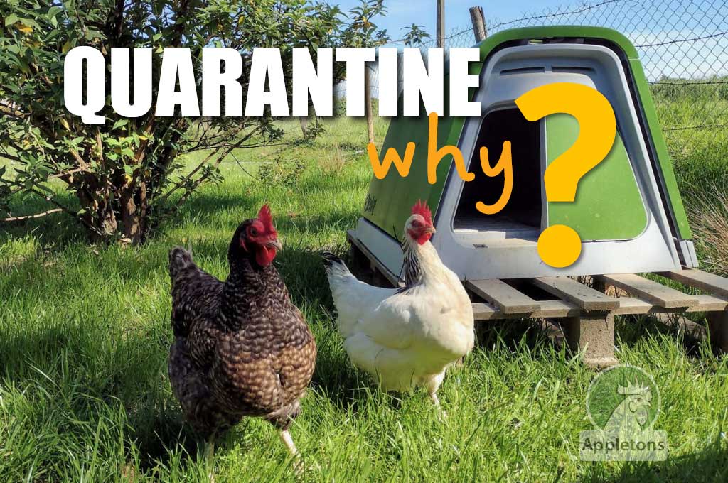 Blog Why Do New Hens Need to be Quarantined