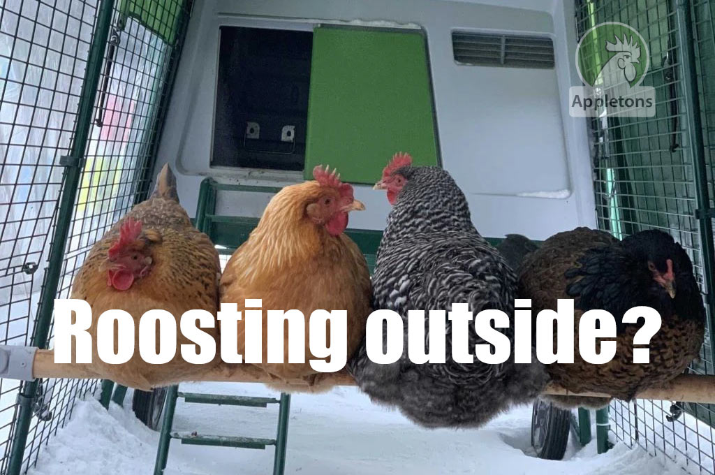 Blog Why Have my Chickens Stopped Going into their Coop at Night