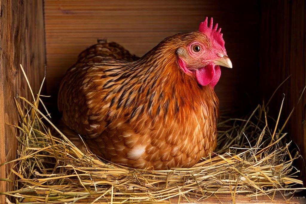 Is my hen broody? She is sitting in the nest box and is fluffed up and grumpy.