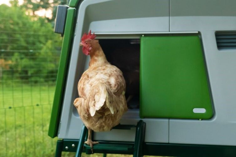 Automatic Chicken Coop door on an Eglu Cube Chicken Coop