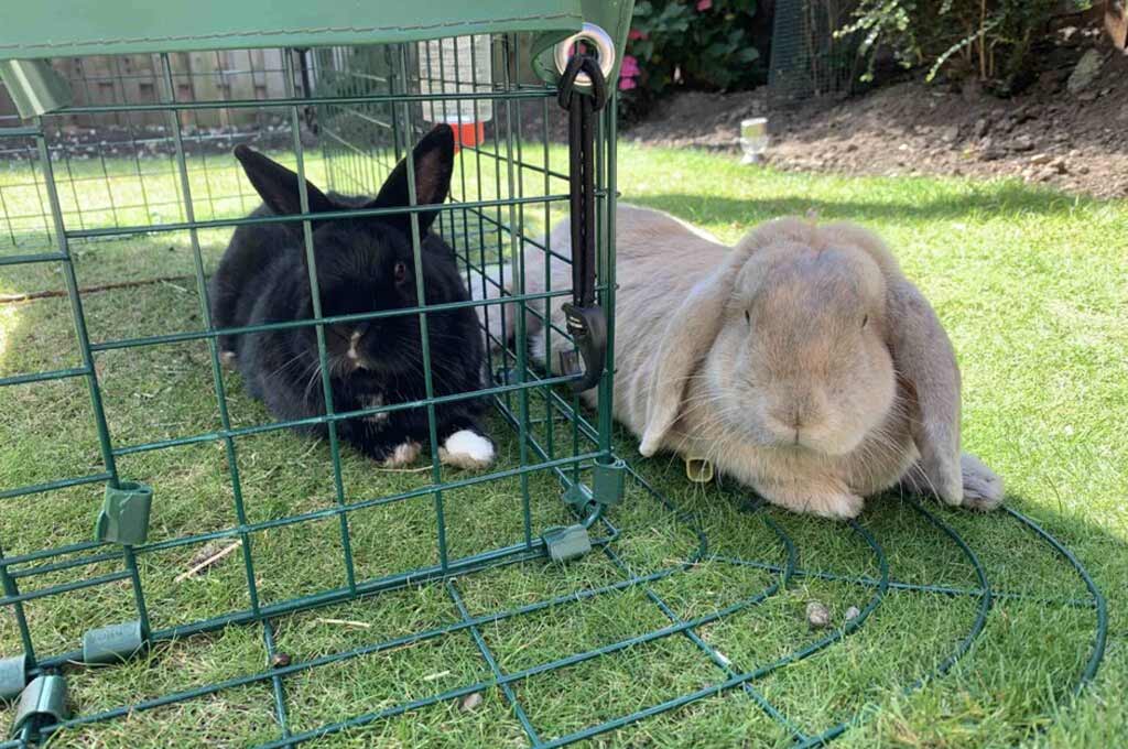 Two pet rabbits spending time together.