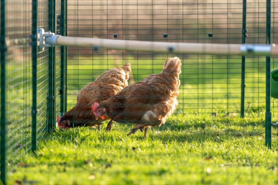 How to Start Keeping Chickens