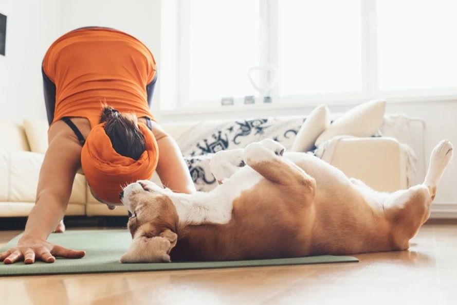 Doing yoga with your dog - doga.