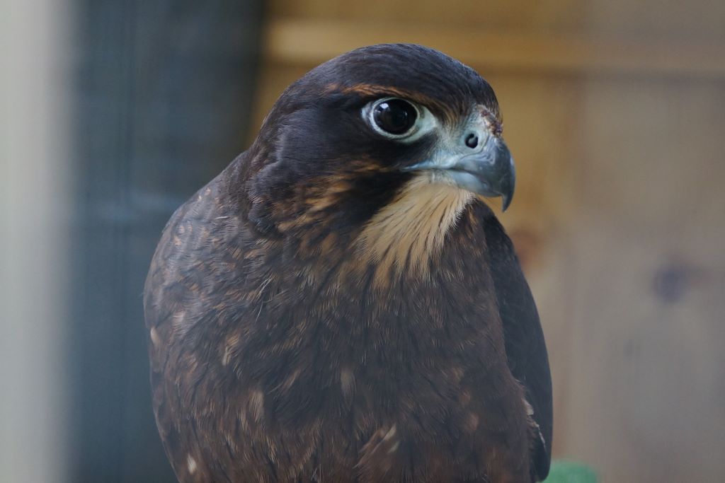 NZ Falcon