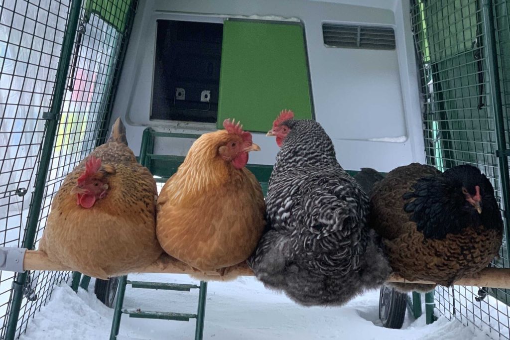 Why are my chickens not going into their coop each night?