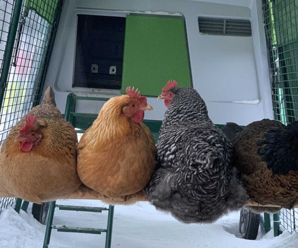 why-have-my-chickens-stopped-going-into-their-coop-at-night