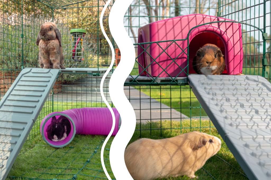 Rabbits and guinea pigs - can they be kept together?