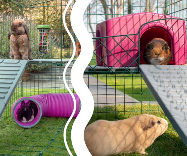 Can Rabbits and Guinea Pigs Live Together?