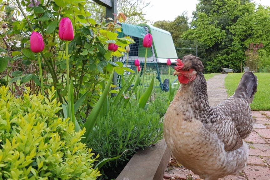 Keeping chickens in your garden