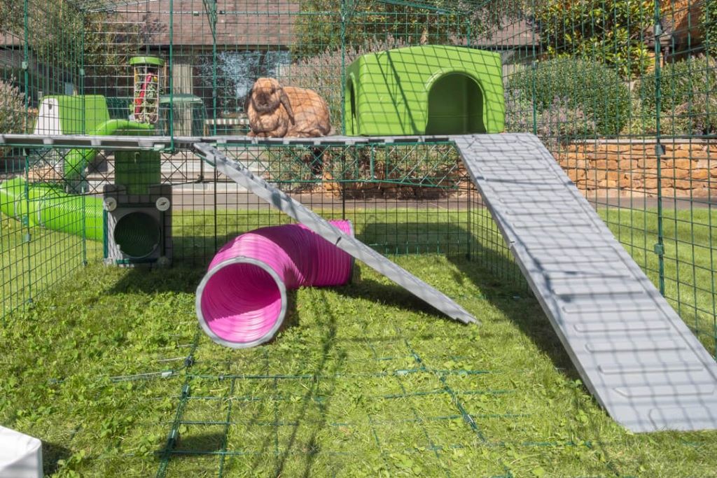 Rabbits and guinea pigs love to be activw in Omlet Zippi runs with platforms and tunnels and shelters.