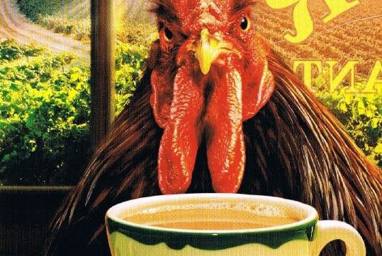 Rooster having a cuppa tea