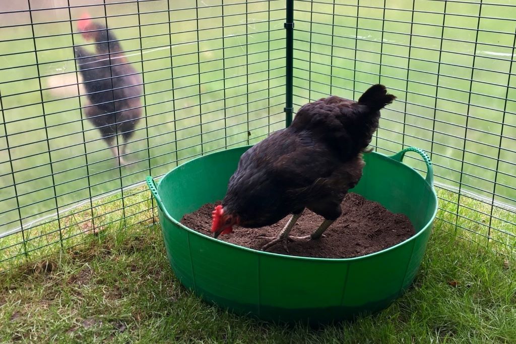 Hen dust bathing