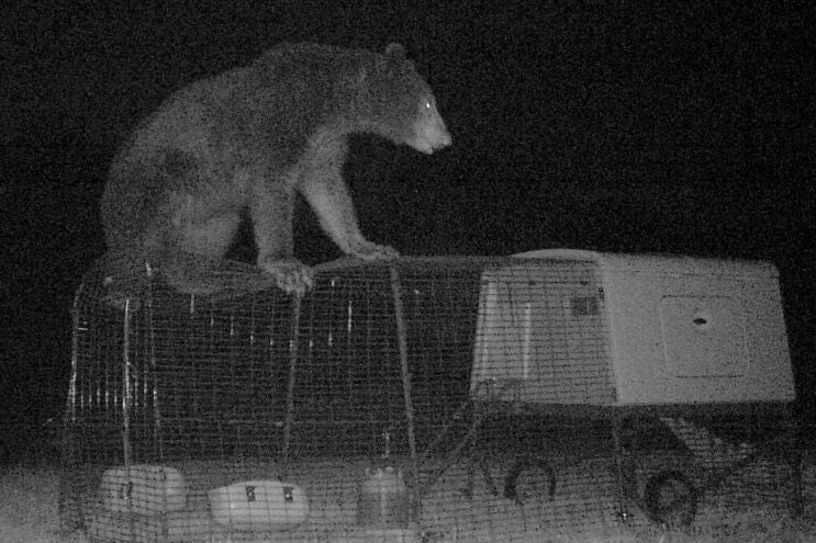 Bear attacks chicken in eglu cube chicken coop