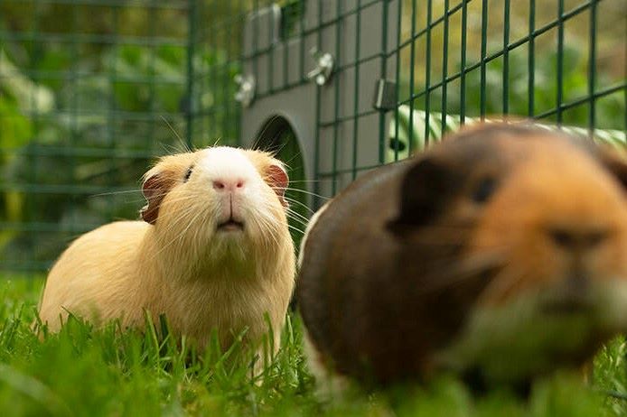 Guinea pigs