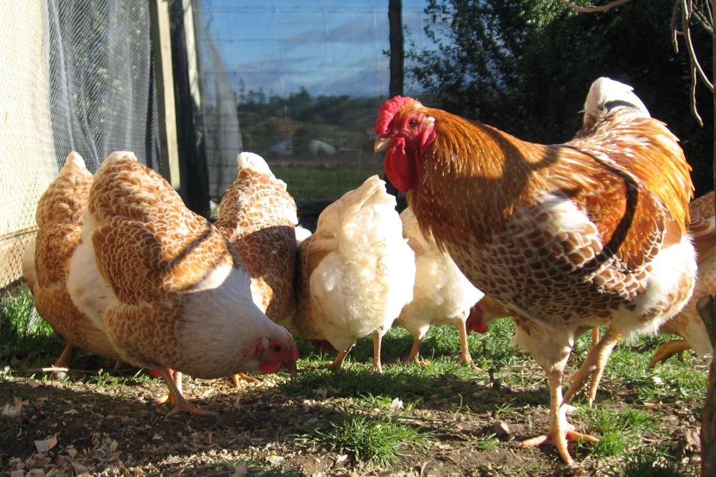 Buff Laced Wyandotte breeding group