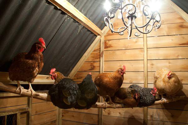 Chickens roosting in a timber coop