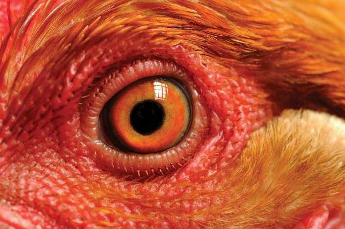 Chicken vision