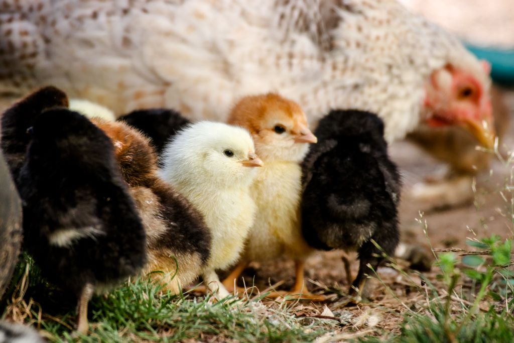 Chicks with bantam hen