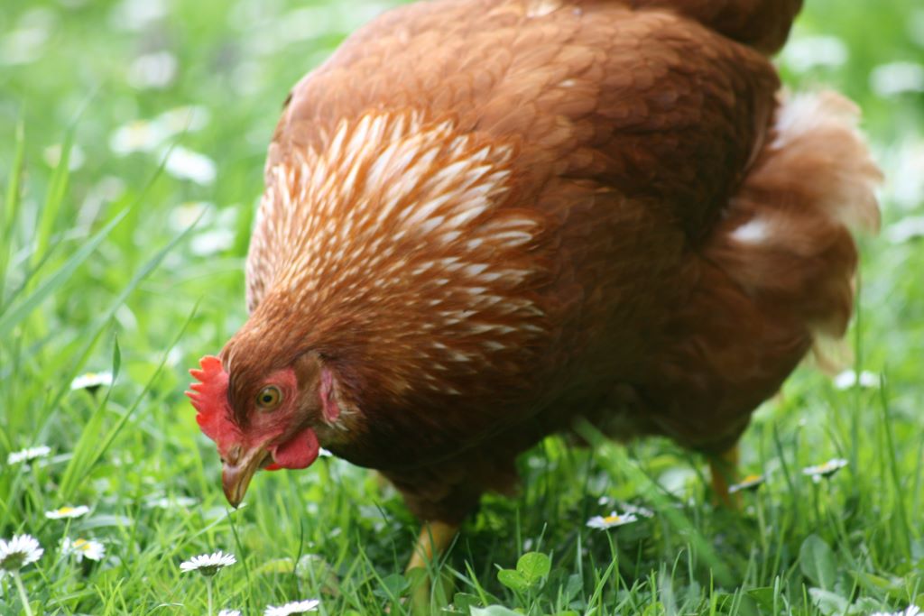 Healthy Hen free ranging