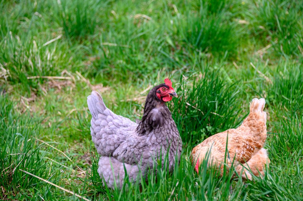 Hens free ranging in green paddock