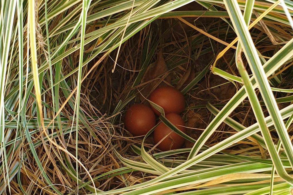 Hidden hen eggs in grasses