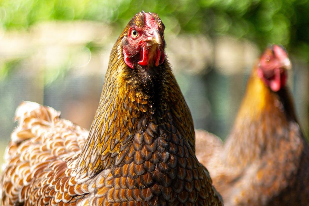 How to enjoy eggs all year round with the heritage breeds