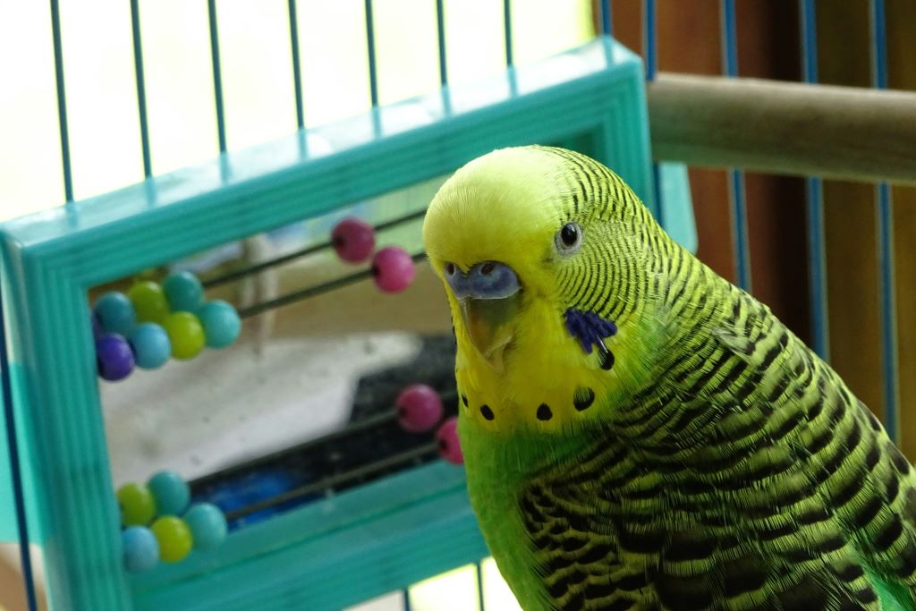 Busy Budgies are Happy Budgies