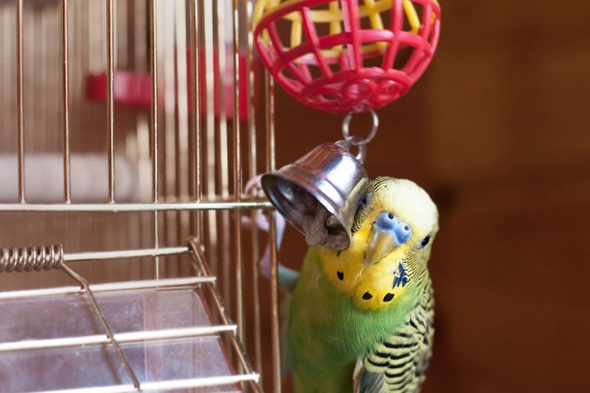 Budgies, or budgerigars, are known for their intelligence and ability to learn various tricks and behaviours.