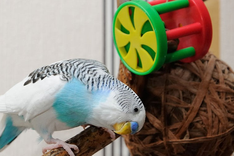 Keep budgies busy