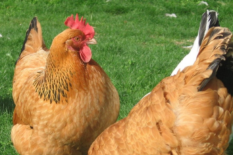 Mrs Buff Sussex Hen layer of big brown eggs