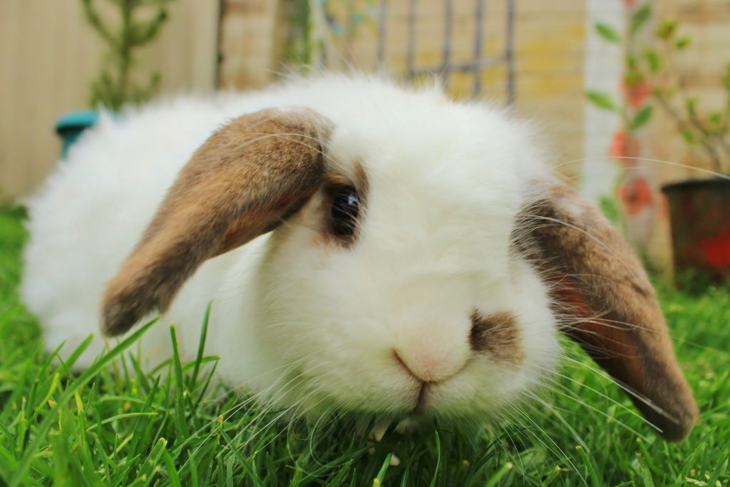 Bunny Talk 🐰 Learn to Read your Rabbit’s Body Language