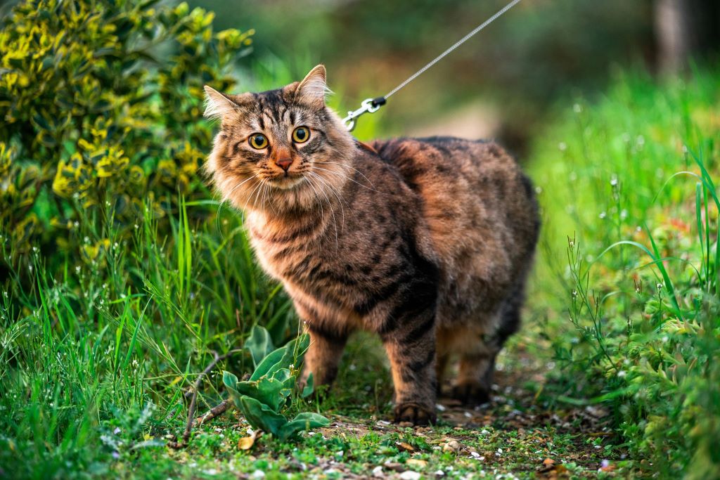 Pet cat on leash