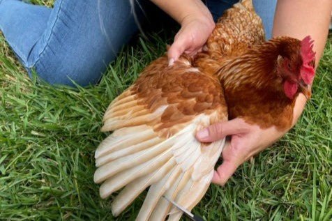 Clipping a chickens wing