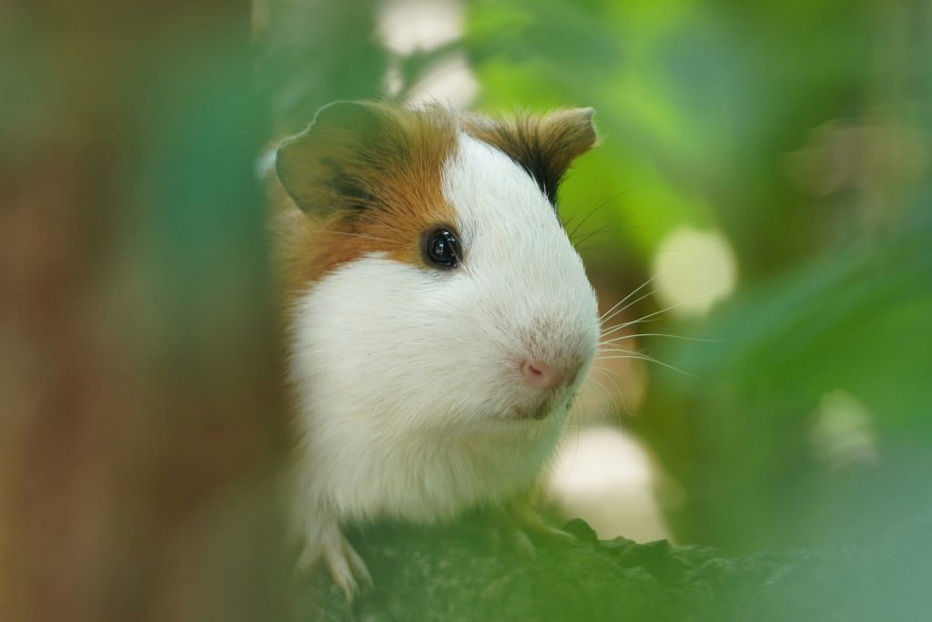 Keeping guinea pigs cook in summer