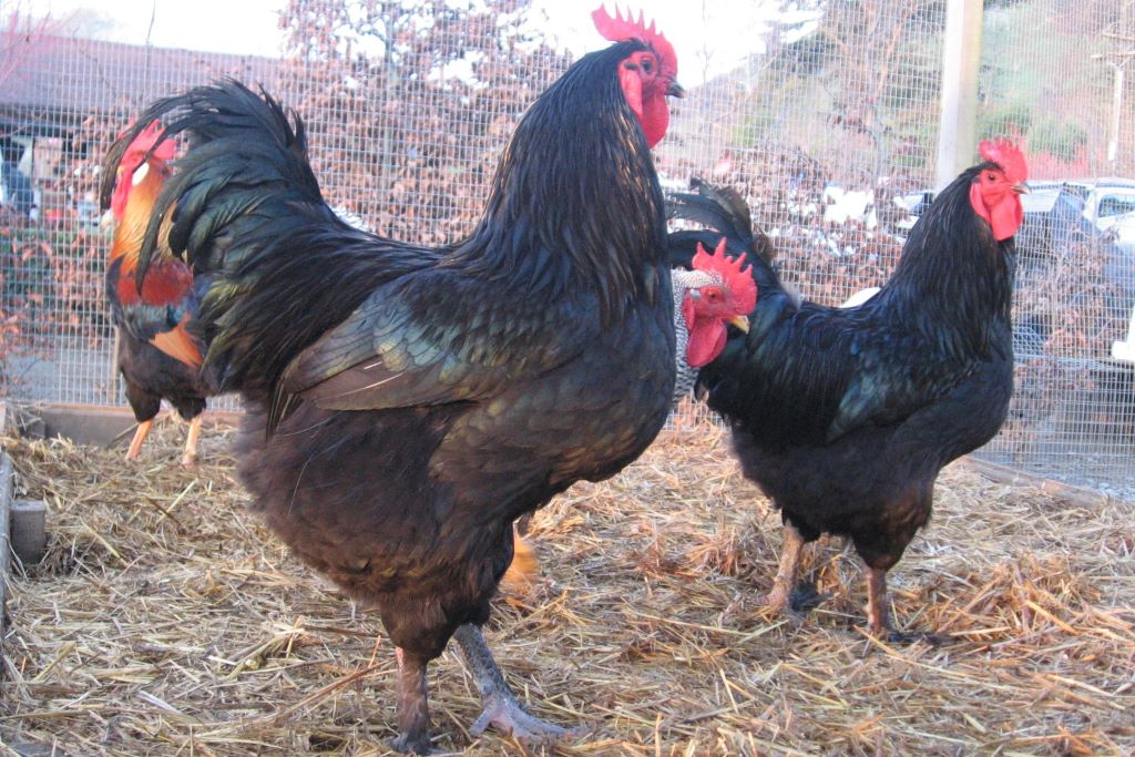 Croad Langshan Roosters - good sized meat birds