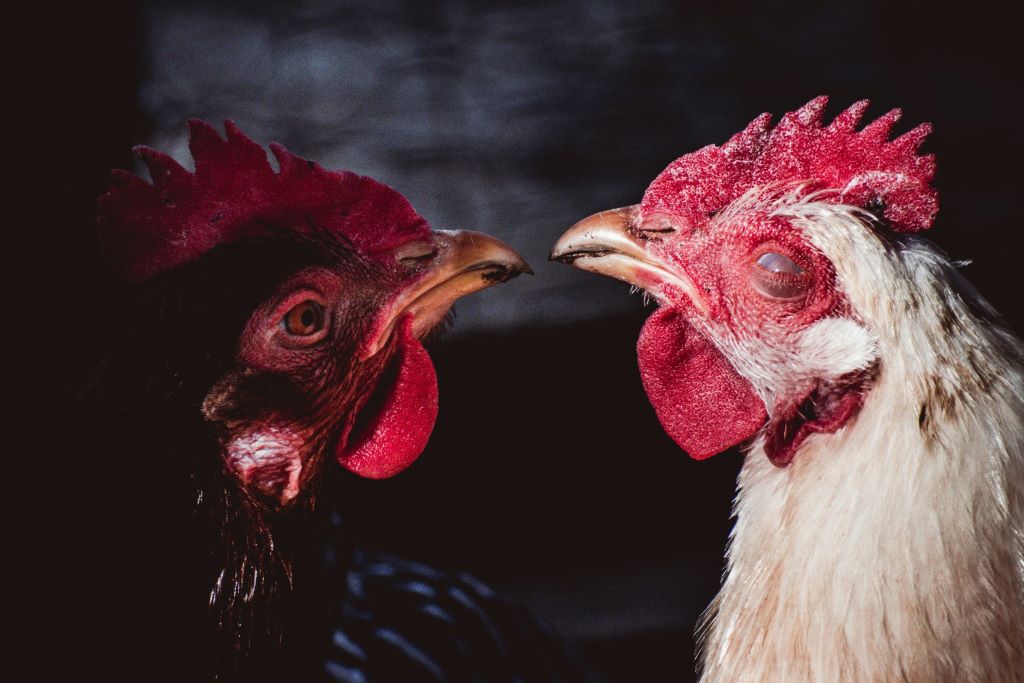 Chickens can get sick just like humans