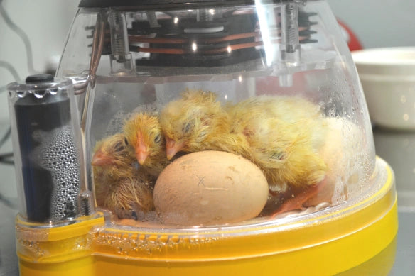 Chicks hatching in an incubator