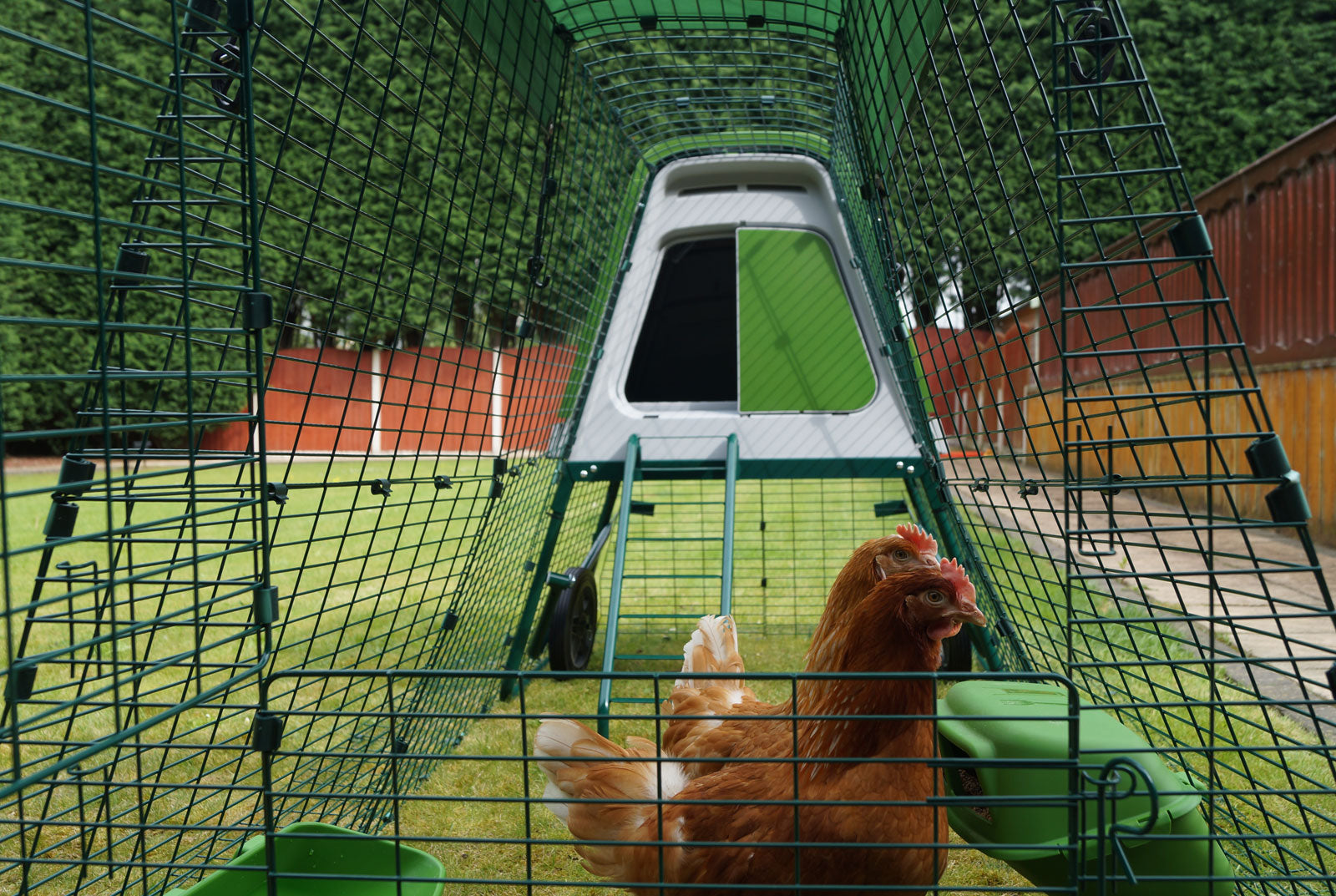 Choosing Your Eglu Chicken Coop