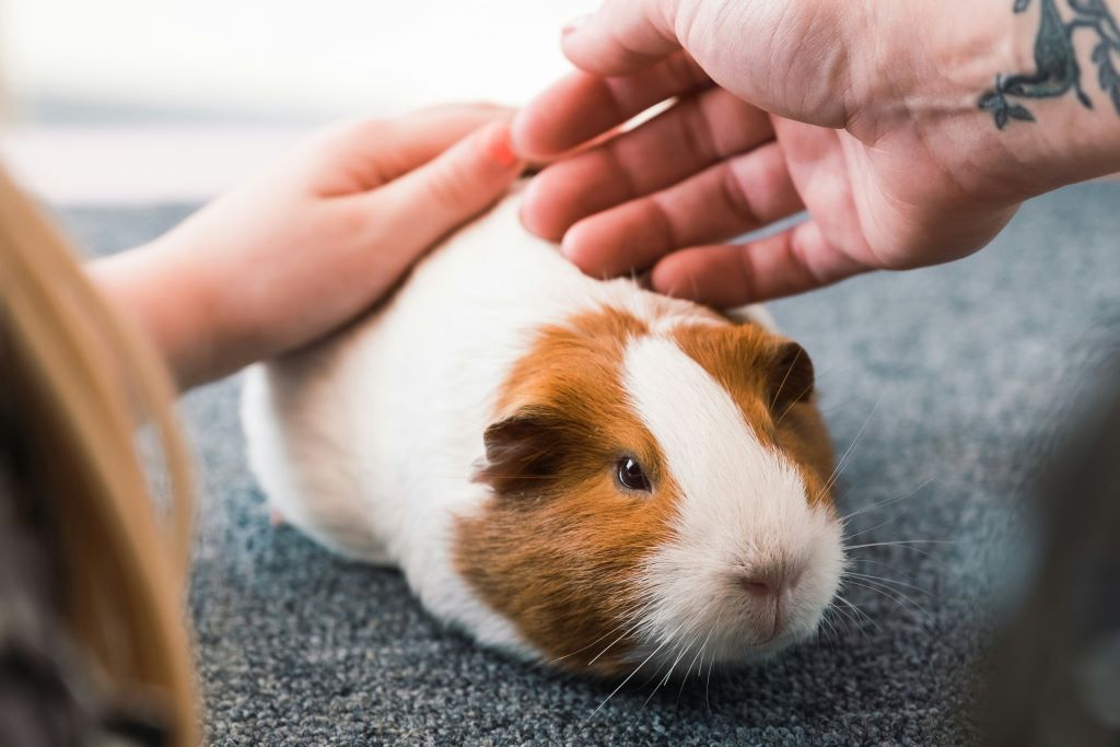 How to care for guinea pigs