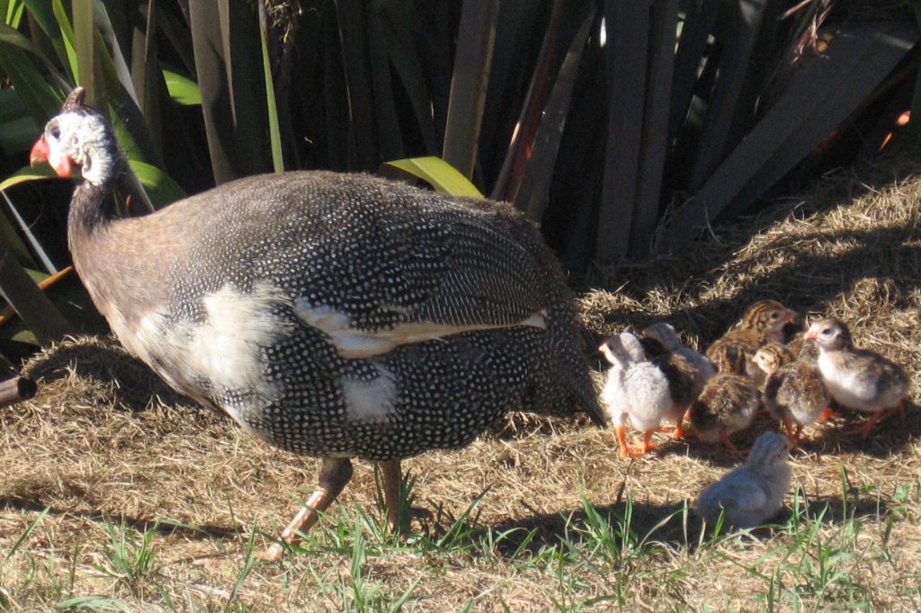 Guinea fowl hen with young keets