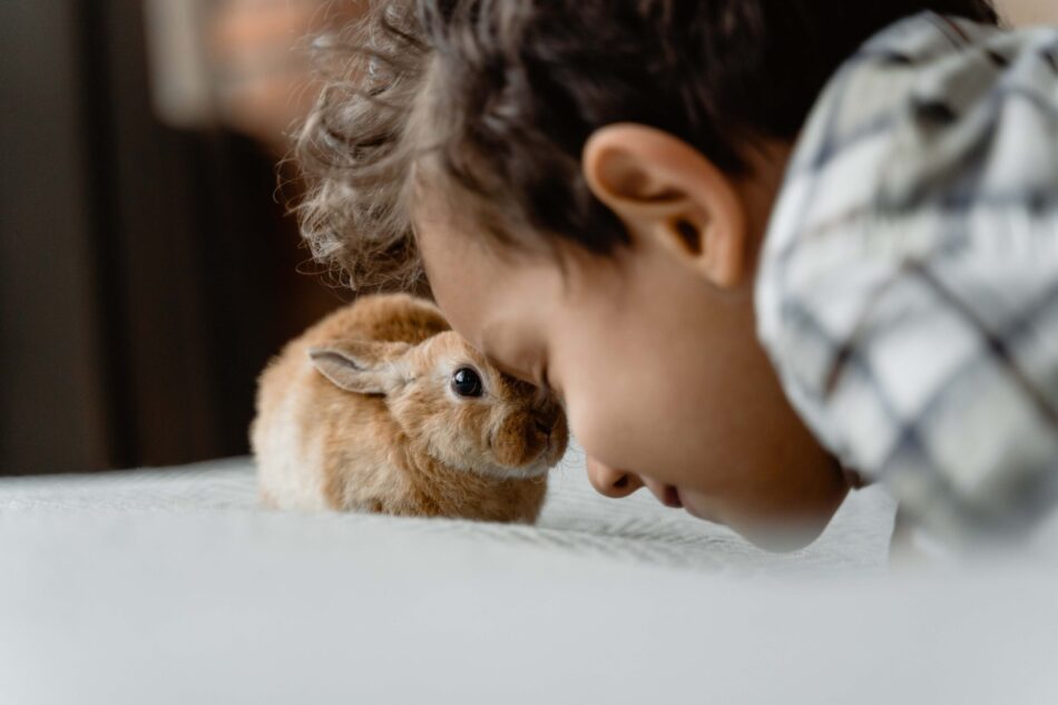 Best Buddies - Bonding with Your Rabbit