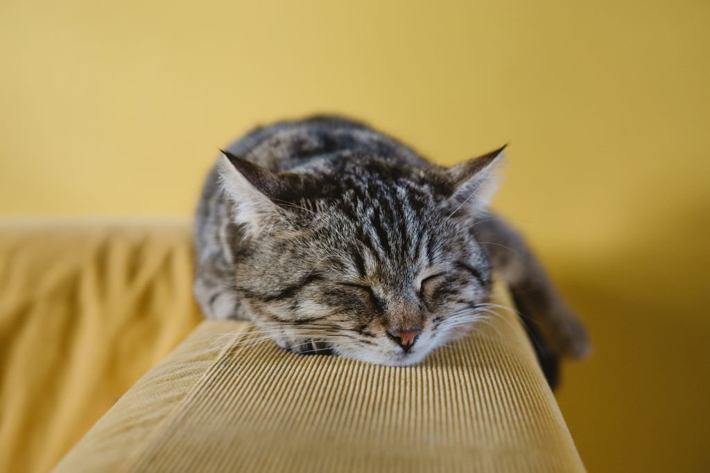 Snoozing domestic cat on arm of sofa