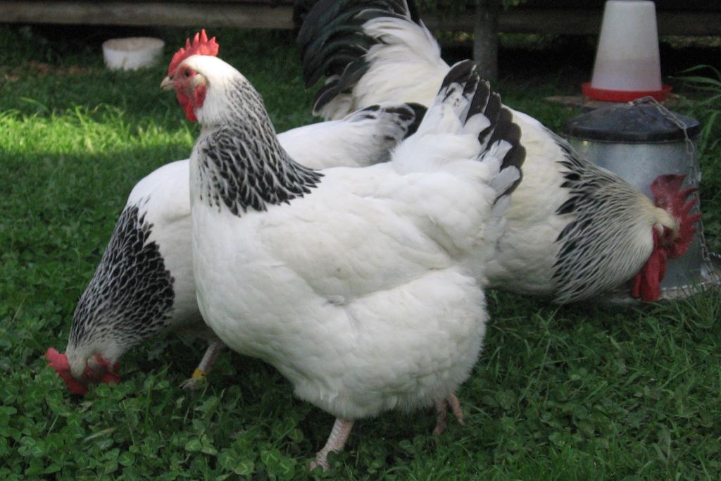 Light Sussex hen with rooster