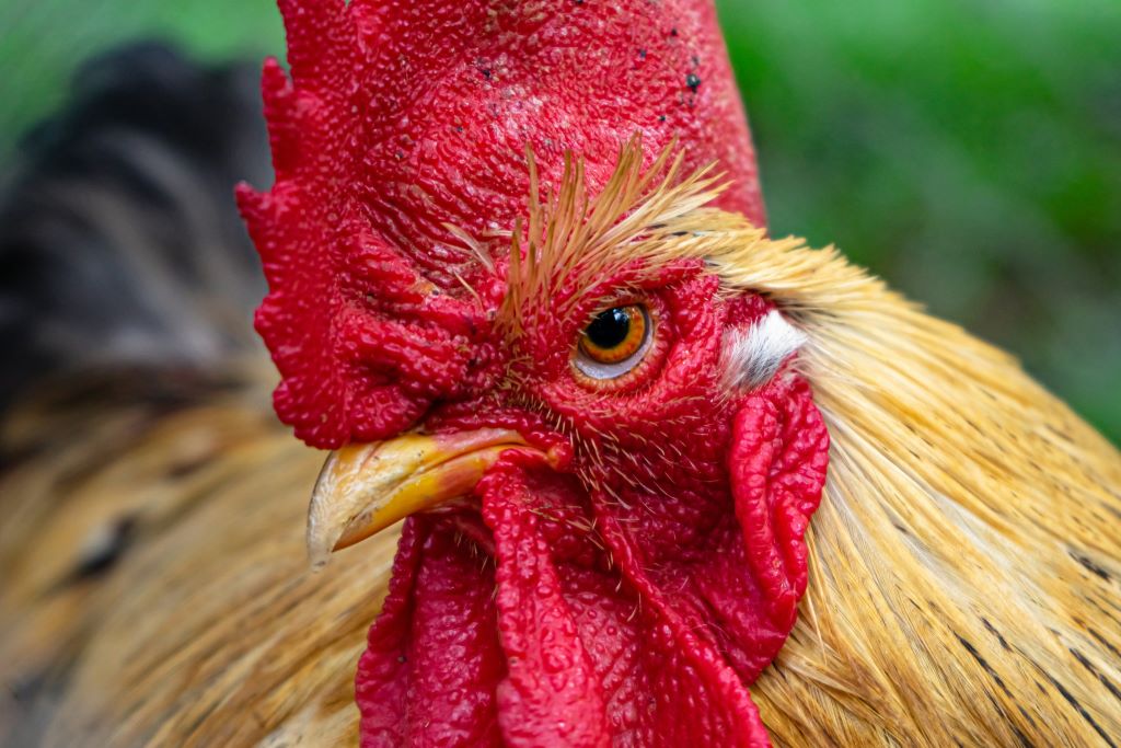 It is very important when keeping poultry to be aware of how the pecking order works within a flock. 