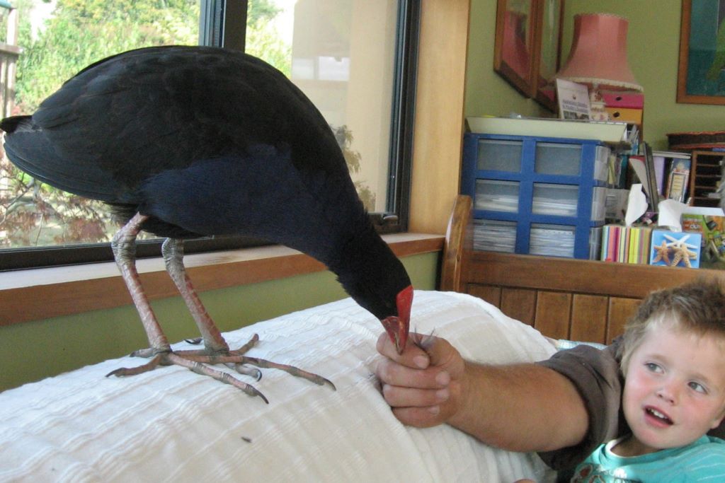 Our pet pukeko enjoying some time with his human family